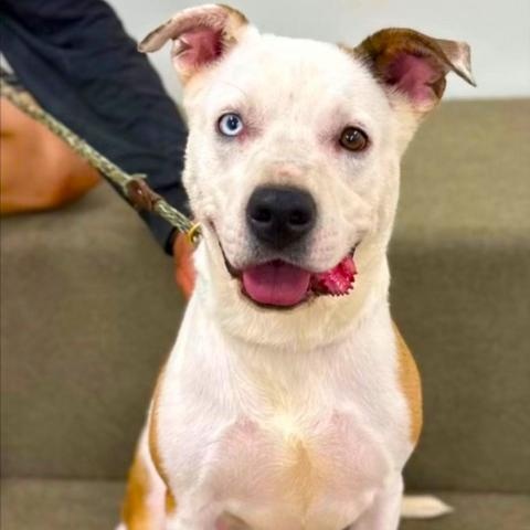 Luna-A Sweet and Playful Pup