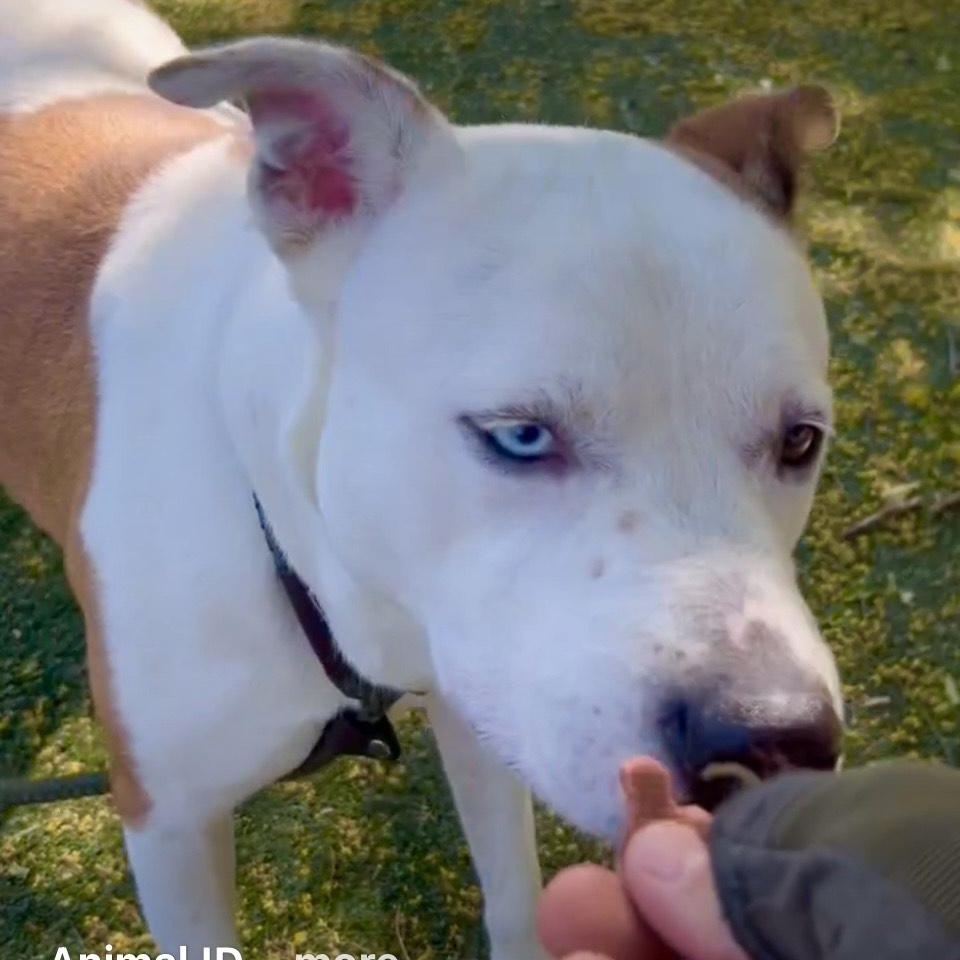 Luna-A Sweet and Playful Pup