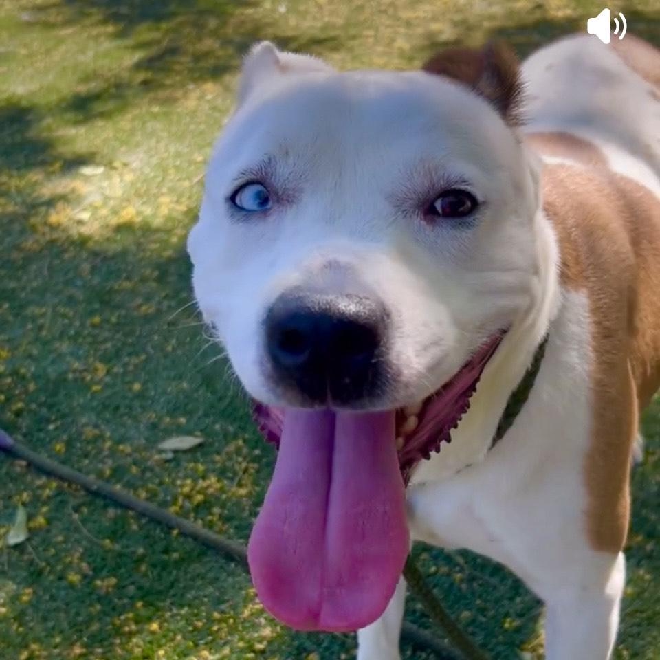 Luna-A Sweet and Playful Pup