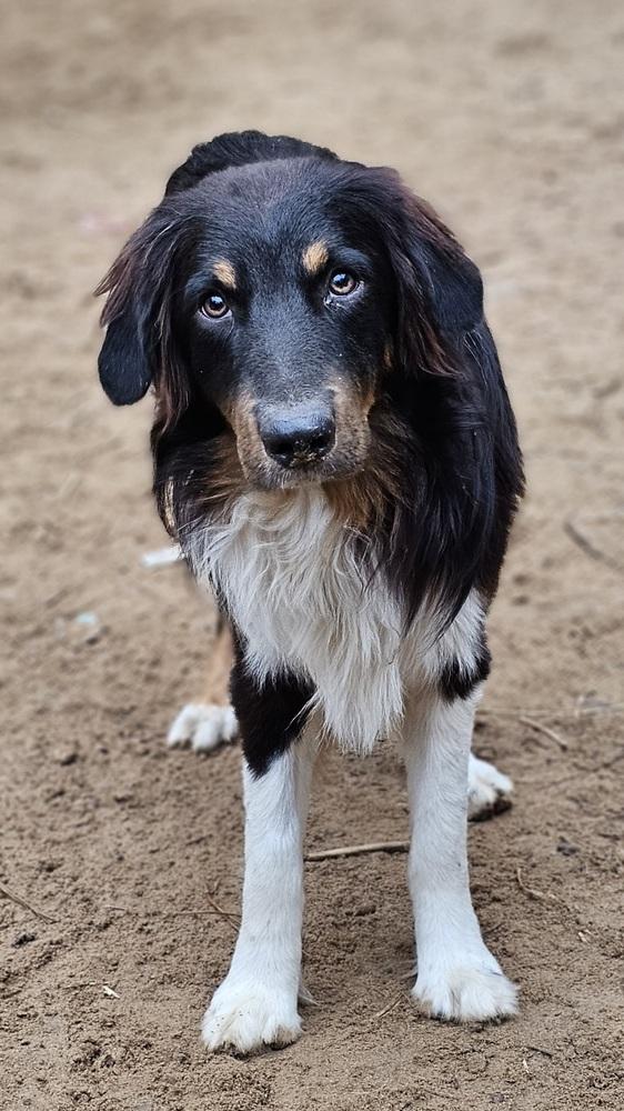 Thunder, Adoptable, Young Male Australian Shepherd.