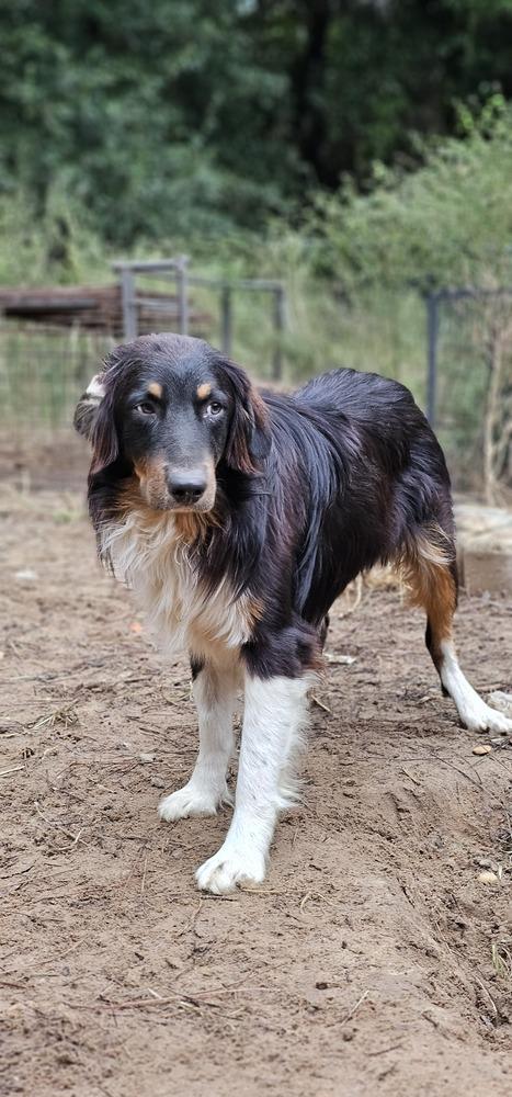 Thunder, a Adoptable Australian Shepherd in Nokomis, FL image 2/2