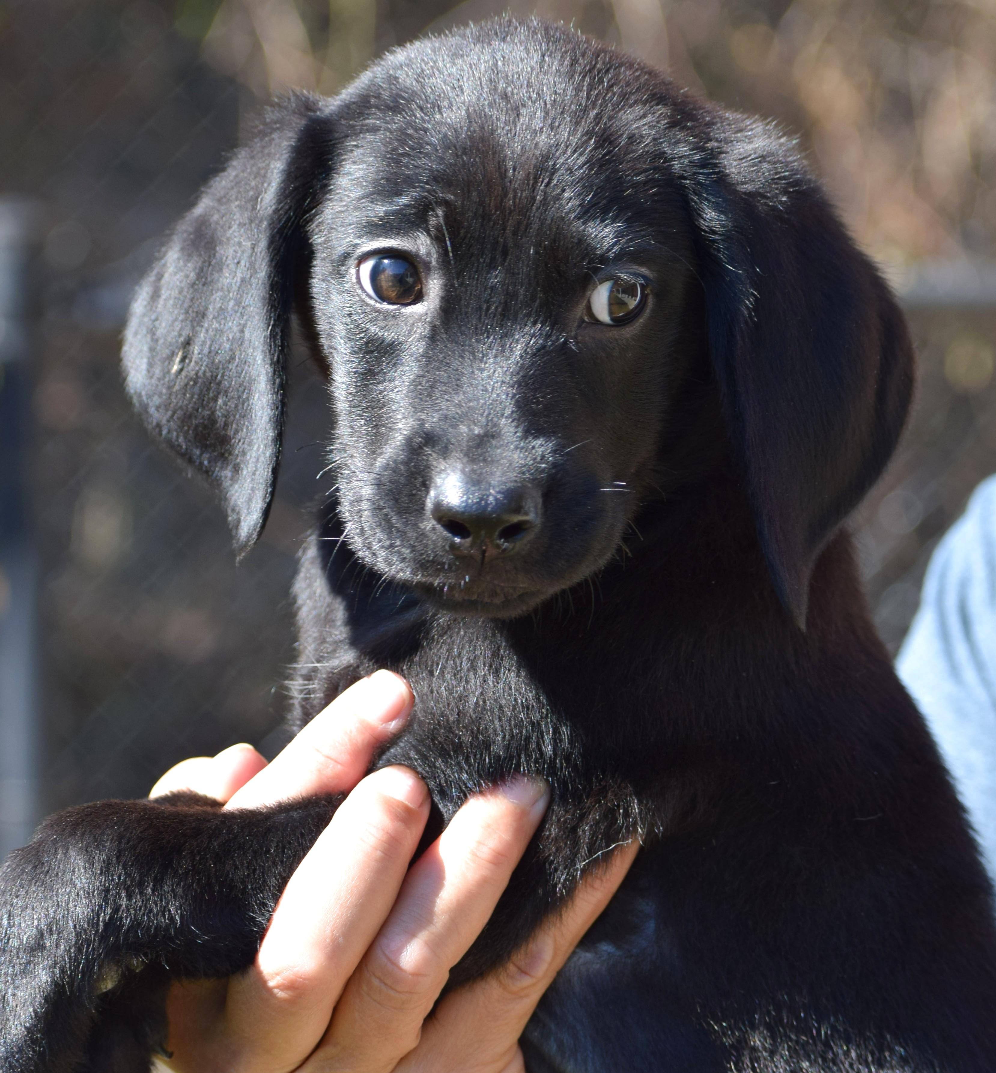 Noelle-Available @Petsmart 10/19! www.lhar.dog to apply!