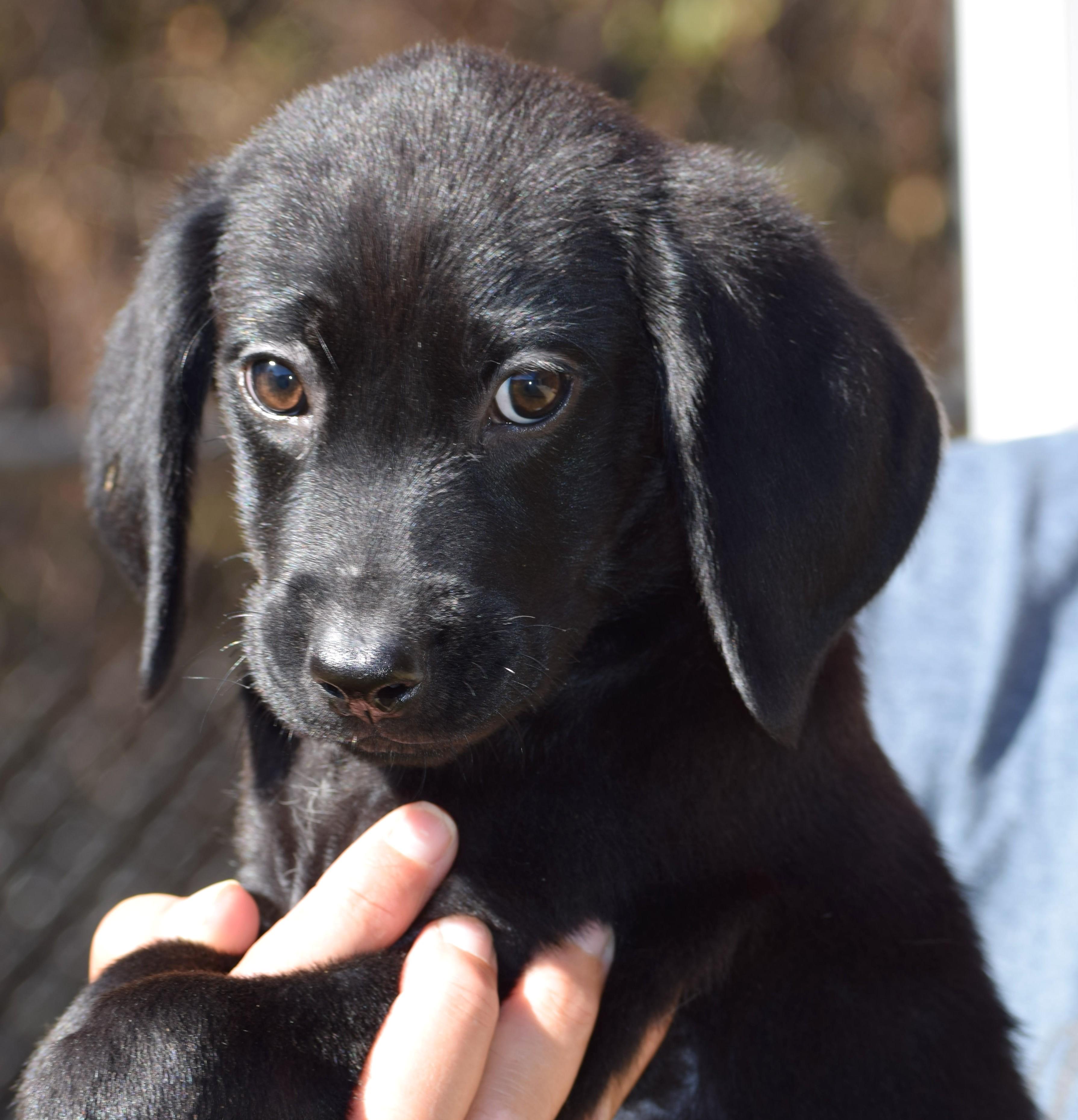 Noelle-Available @Petsmart 10/19! www.lhar.dog to apply!