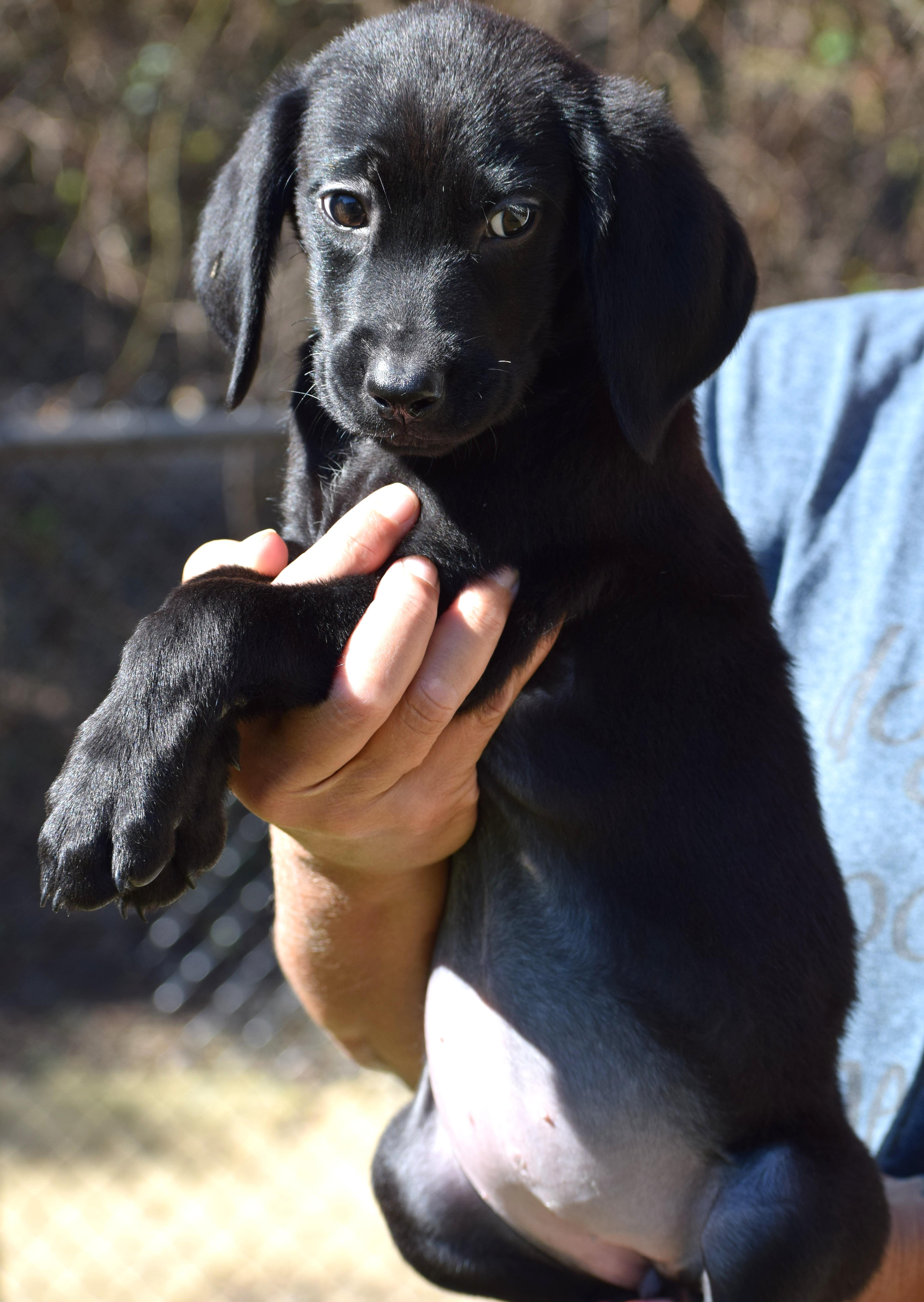 Noelle-Available @Petsmart 10/19! www.lhar.dog to apply!