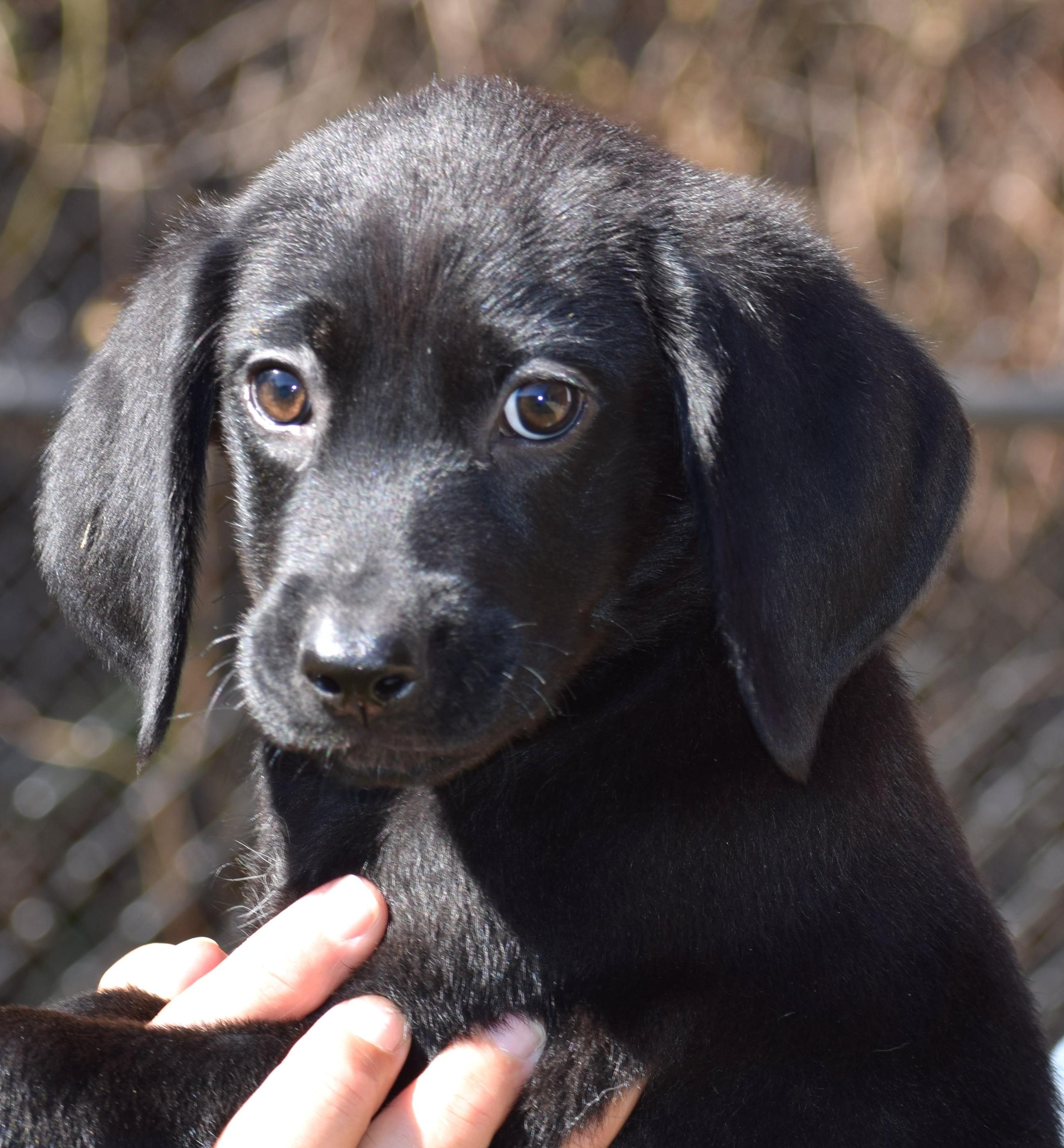 Noelle-Available @Petsmart 10/19! www.lhar.dog to apply!