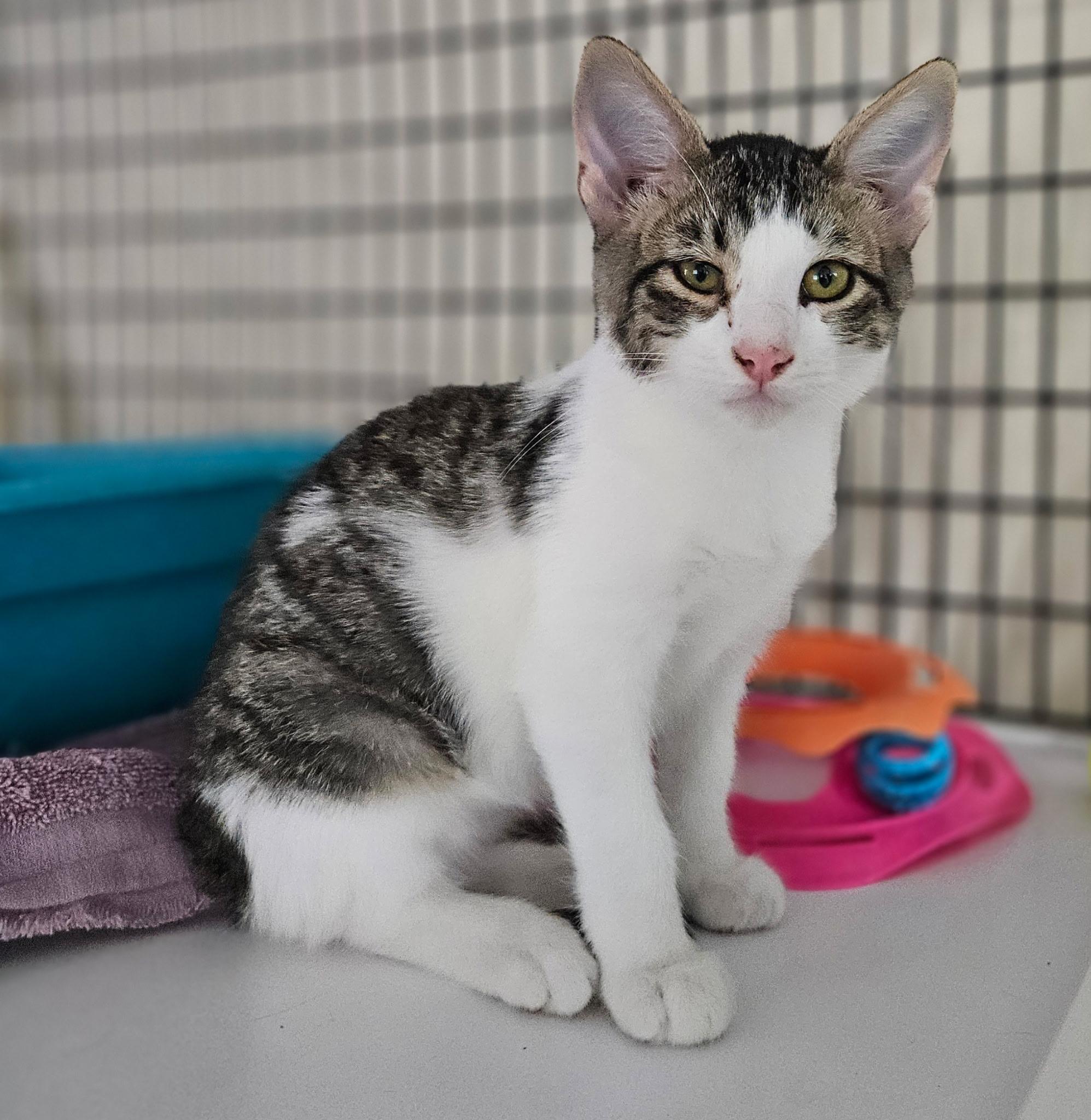 Dapper Dan, an adoptable Domestic Short Hair in Torrington, WY, 82240 | Photo Image 2