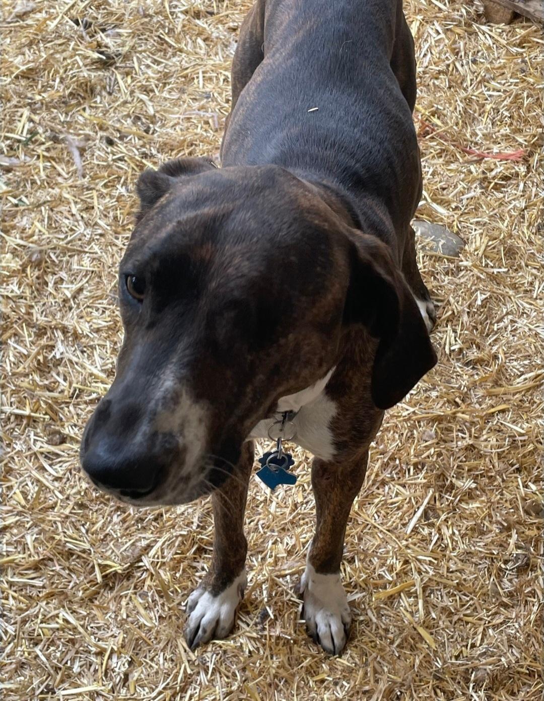 Baby Girl, an adoptable Plott Hound in Billings, MT, 59101 | Photo Image 2