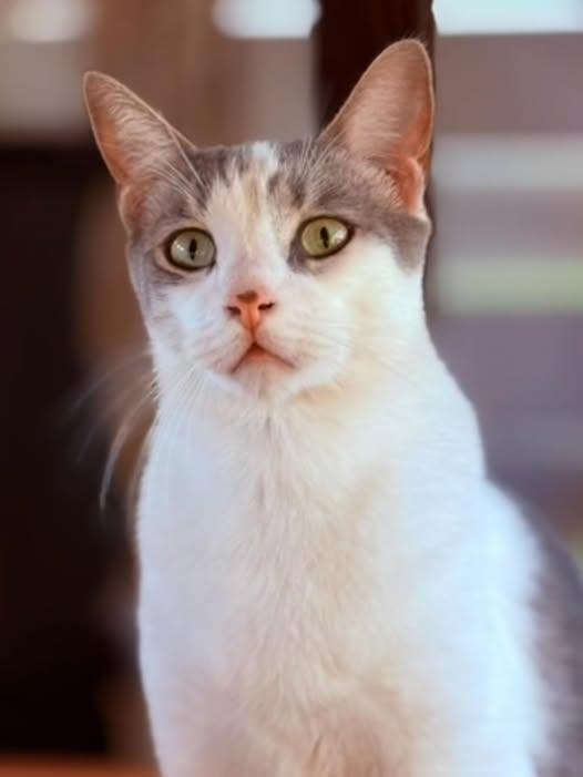 Hunter, a Adoptable Domestic Short Hair in Honolulu, HI image 1/3