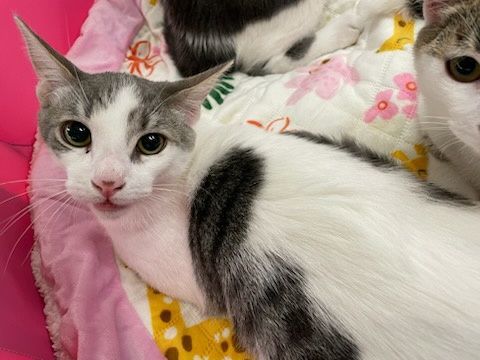 Hunter, a Adoptable Domestic Short Hair in Honolulu, HI image 2/3