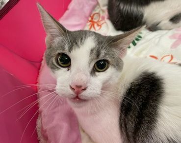 Hunter, a Adoptable Domestic Short Hair in Honolulu, HI image 3/3