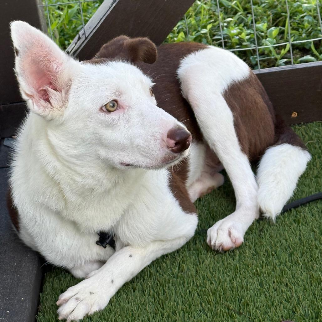 Fizzle Fig 9040, Adoptable, Adult Male Collie & None.