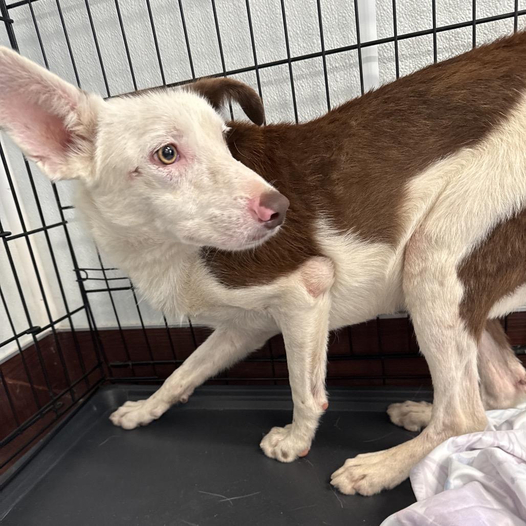 Enlarge Fizzle Fig 9040, a Adoptable Collie in LOXAHATCHEE, FL image 2/6