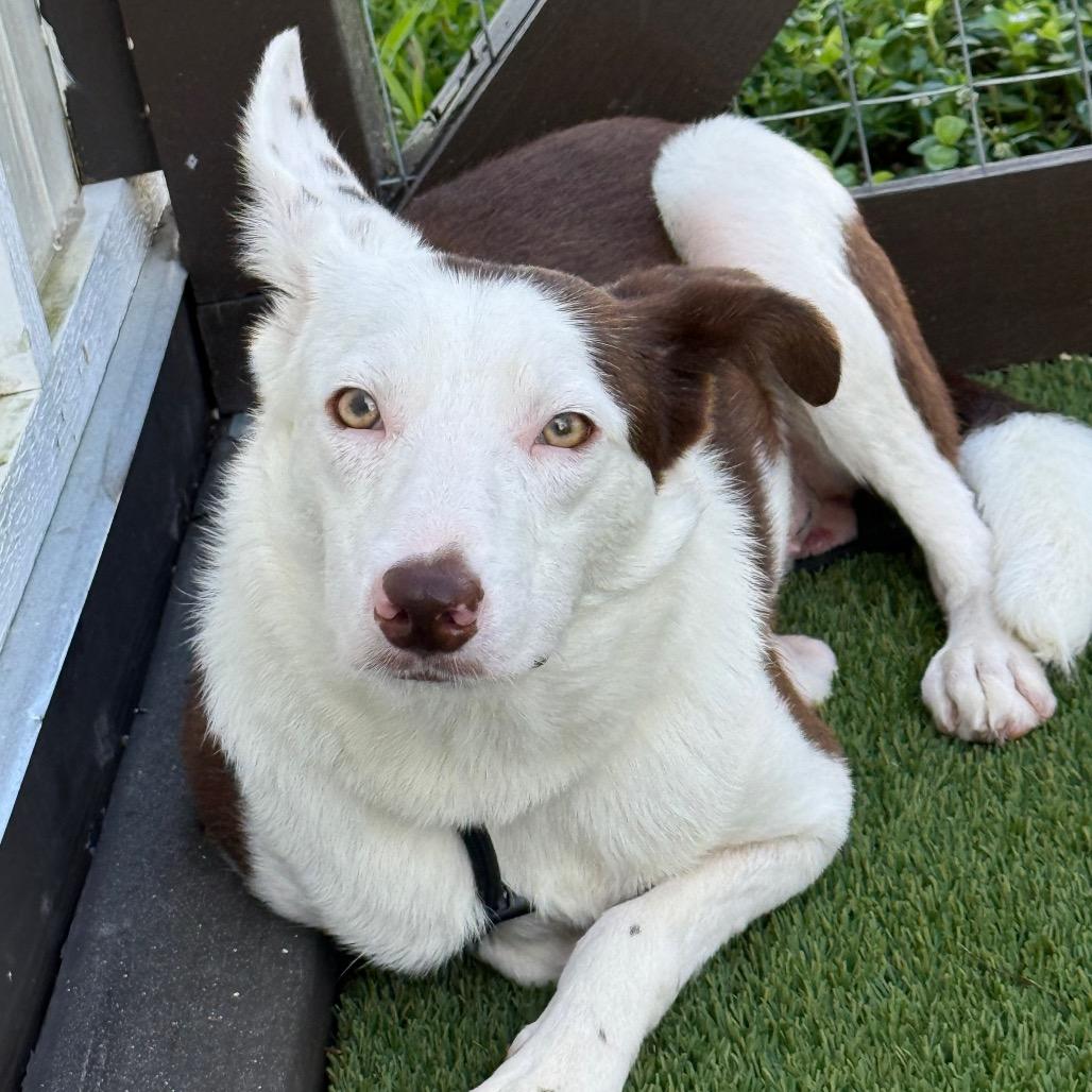 Enlarge Fizzle Fig 9040, a Adoptable Collie in LOXAHATCHEE, FL image 3/6
