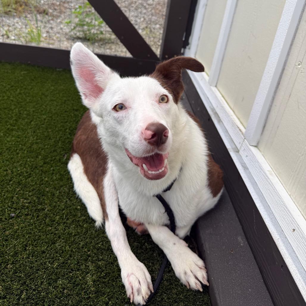 Enlarge Fizzle Fig 9040, a Adoptable Collie in LOXAHATCHEE, FL image 4/6