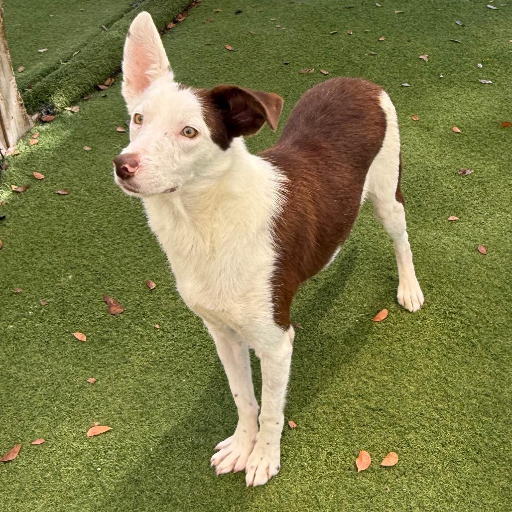 Enlarge Fizzle Fig 9040, a Adoptable Collie in LOXAHATCHEE, FL image 5/6