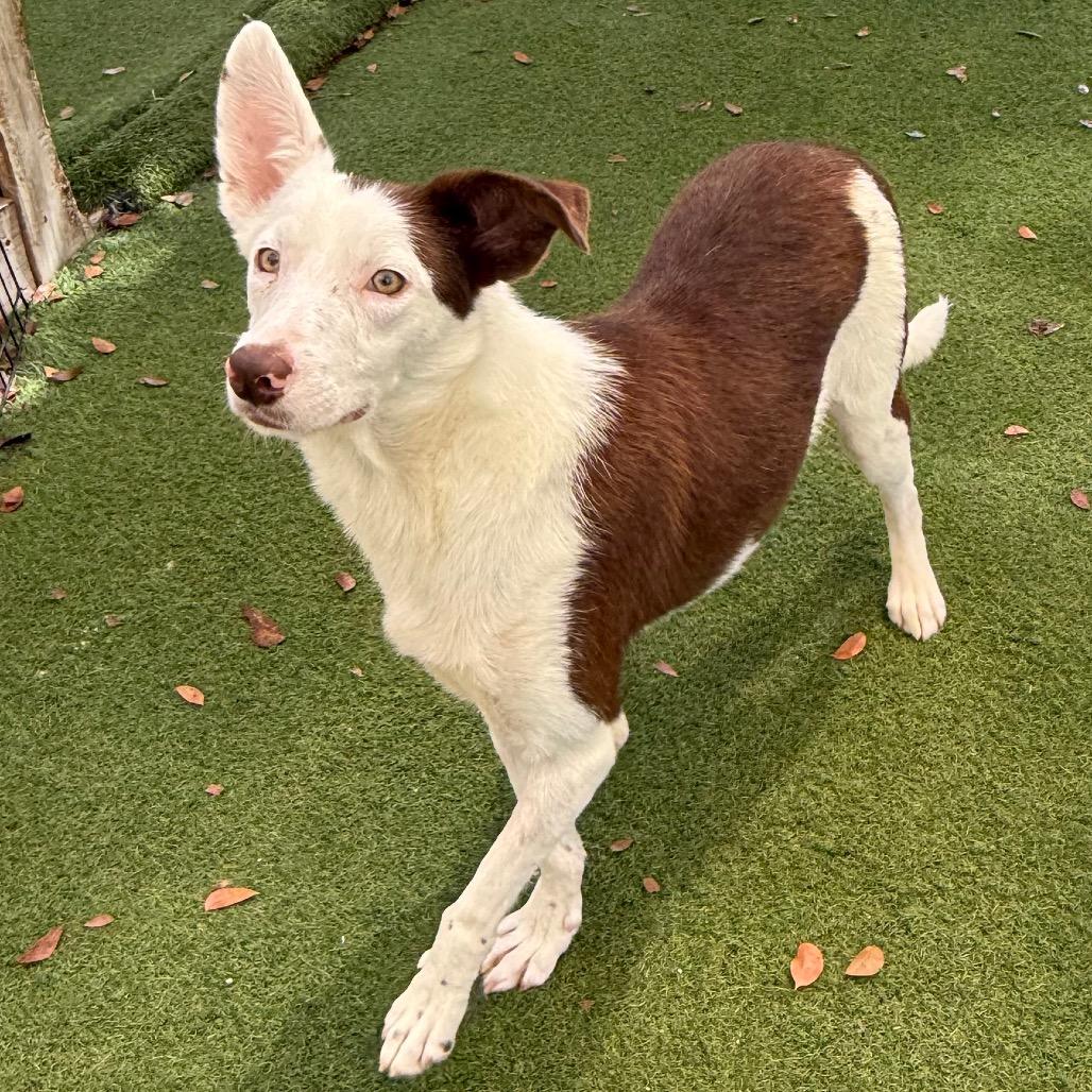 Enlarge Fizzle Fig 9040, a Adoptable Collie in LOXAHATCHEE, FL image 6/6