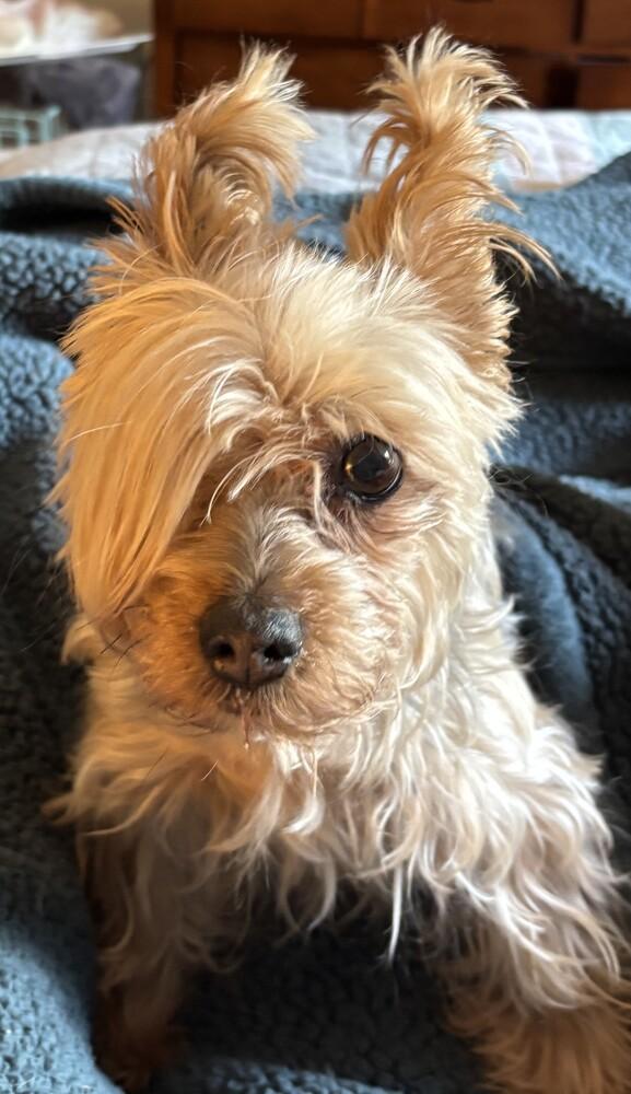 Enlarge Goldie Helen, a Adoptable Yorkshire Terrier in New Braunfels, TX image 1/2