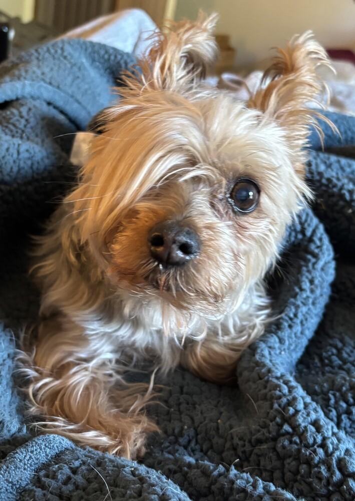 Enlarge Goldie Helen, a Adoptable Yorkshire Terrier in New Braunfels, TX image 2/2
