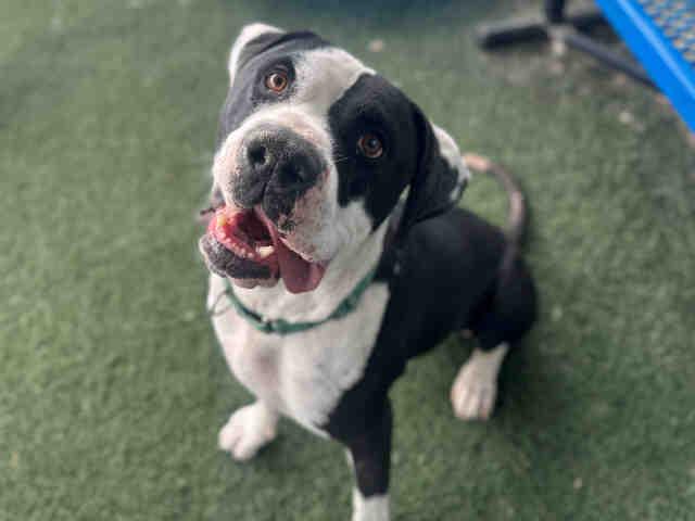 DARY, Adoptable, Adult Male Pit Bull Terrier.