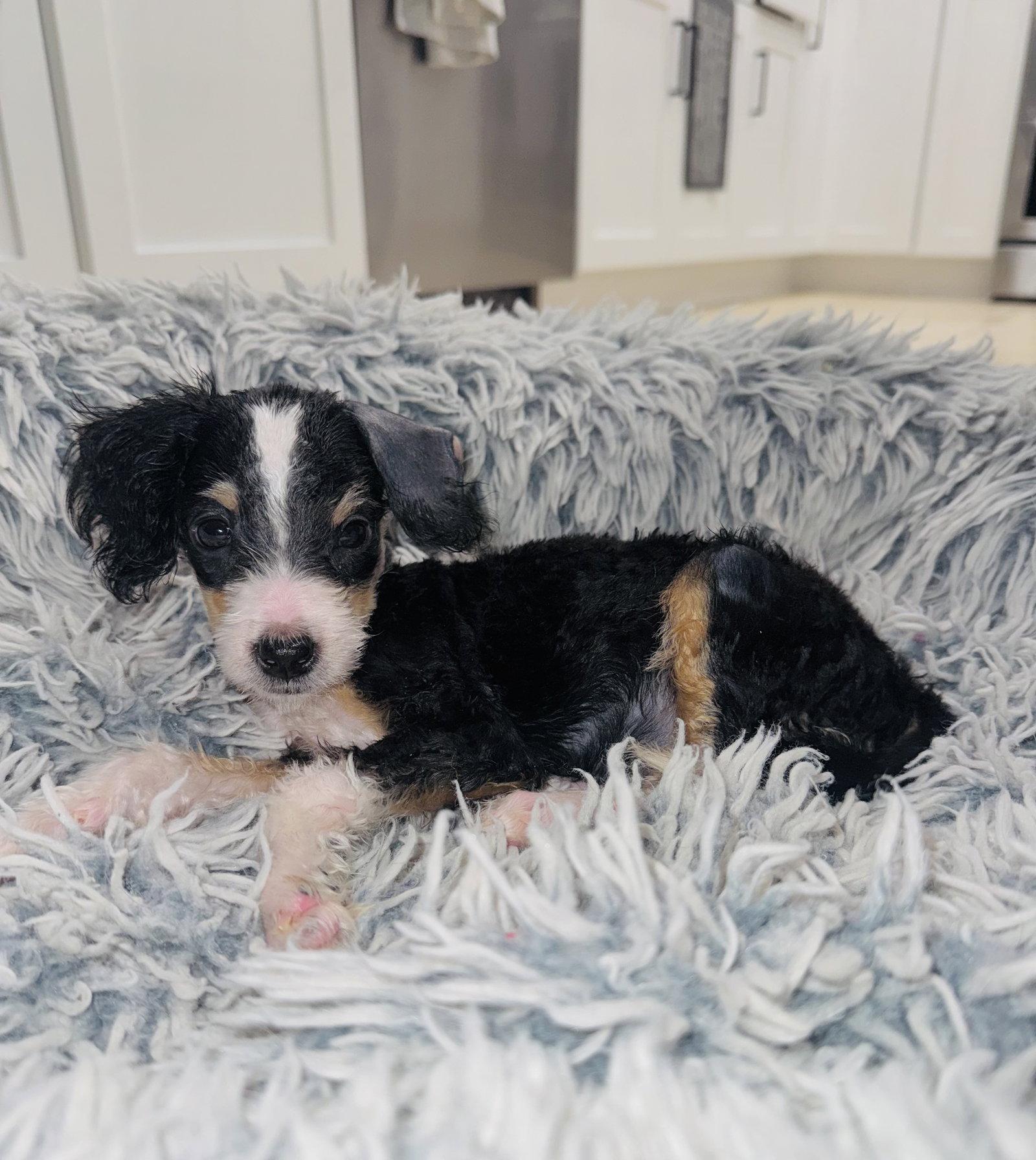 Saga, a Adoptable mixed breed in Valrico, FL image 1/3