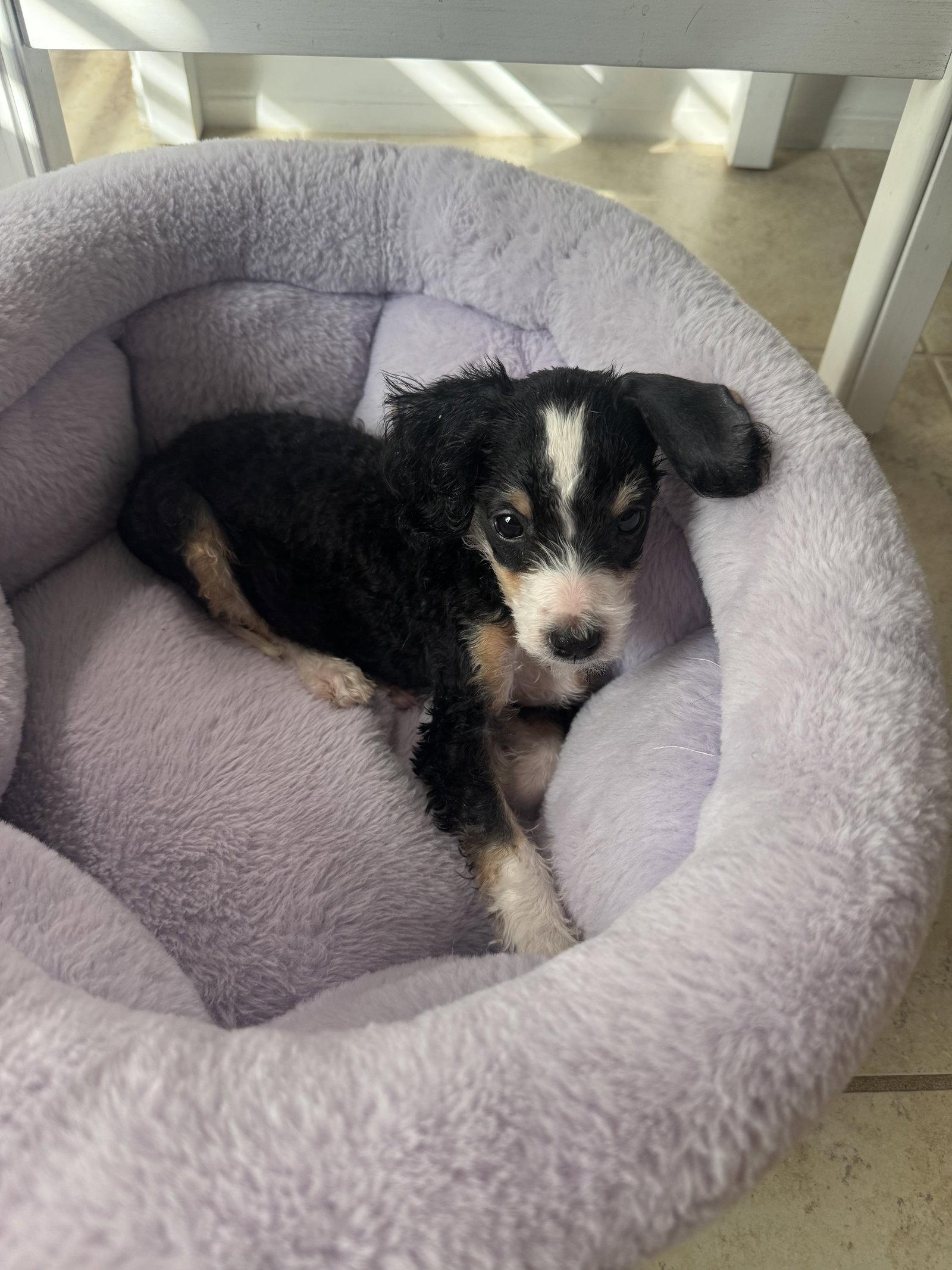 Saga, a Adoptable mixed breed in Valrico, FL image 2/3