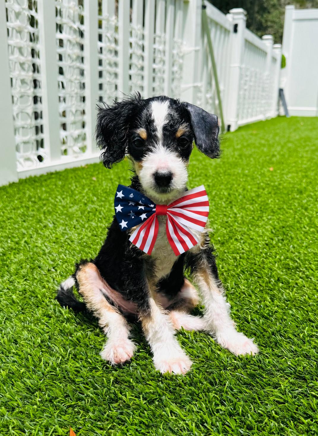 Saga, a Adoptable mixed breed in Valrico, FL image 3/3