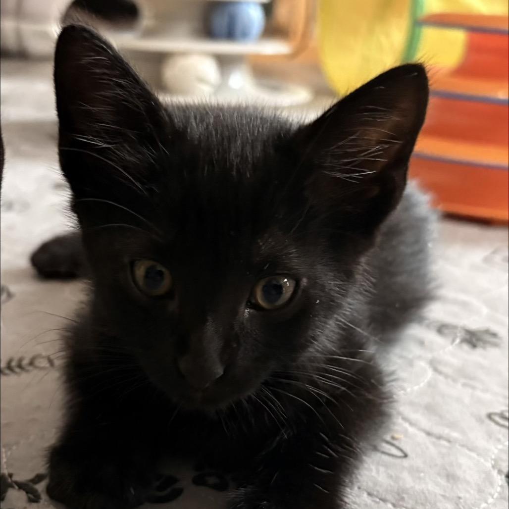 Feta, a Adoptable Domestic Short Hair in Missouri City, TX image 1/2