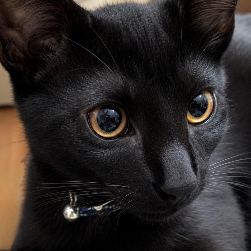 Feta, a Adoptable Domestic Short Hair in Missouri City, TX image 2/2