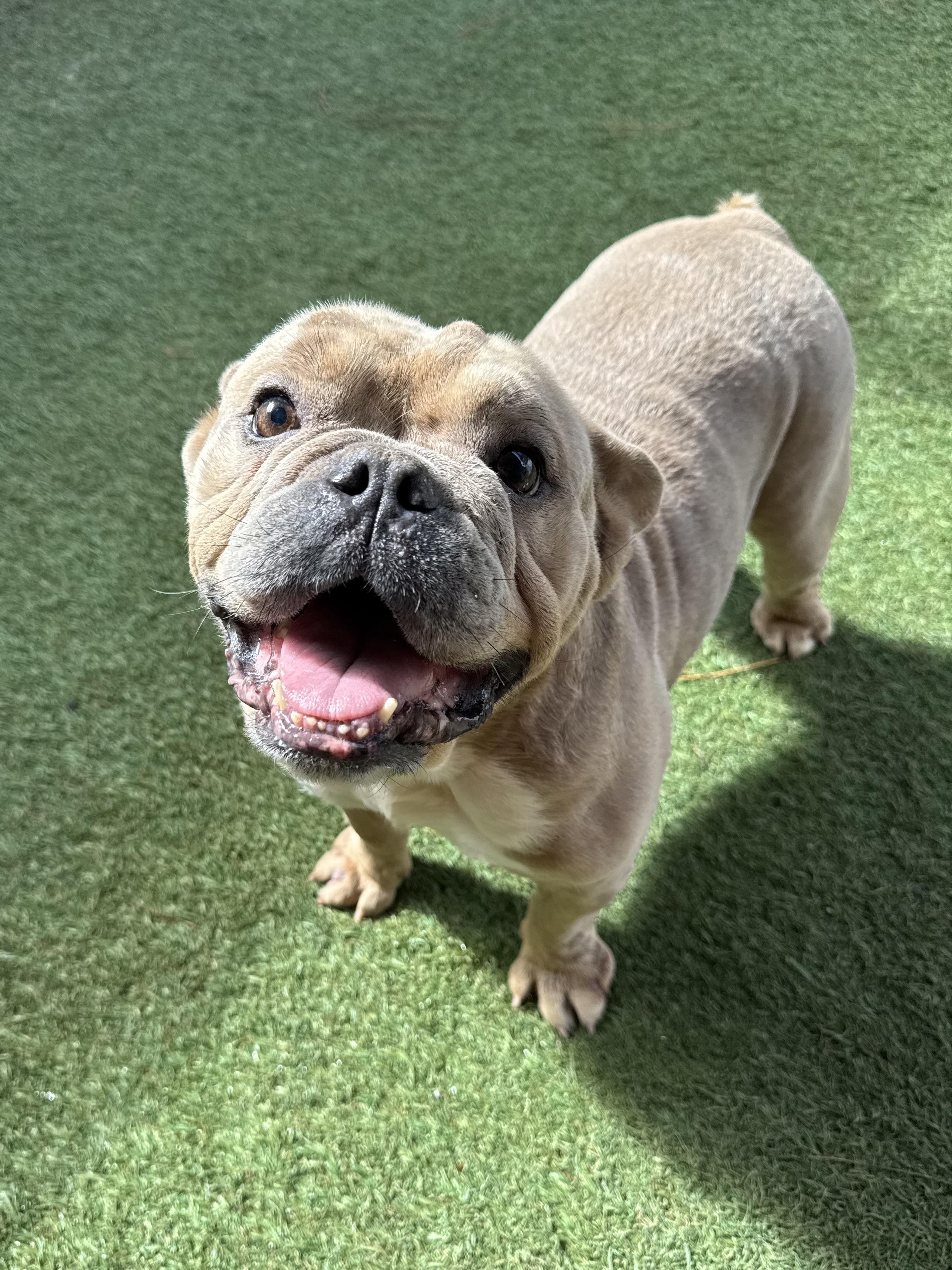 Penelope, Adopted, Senior Female English Bulldog.