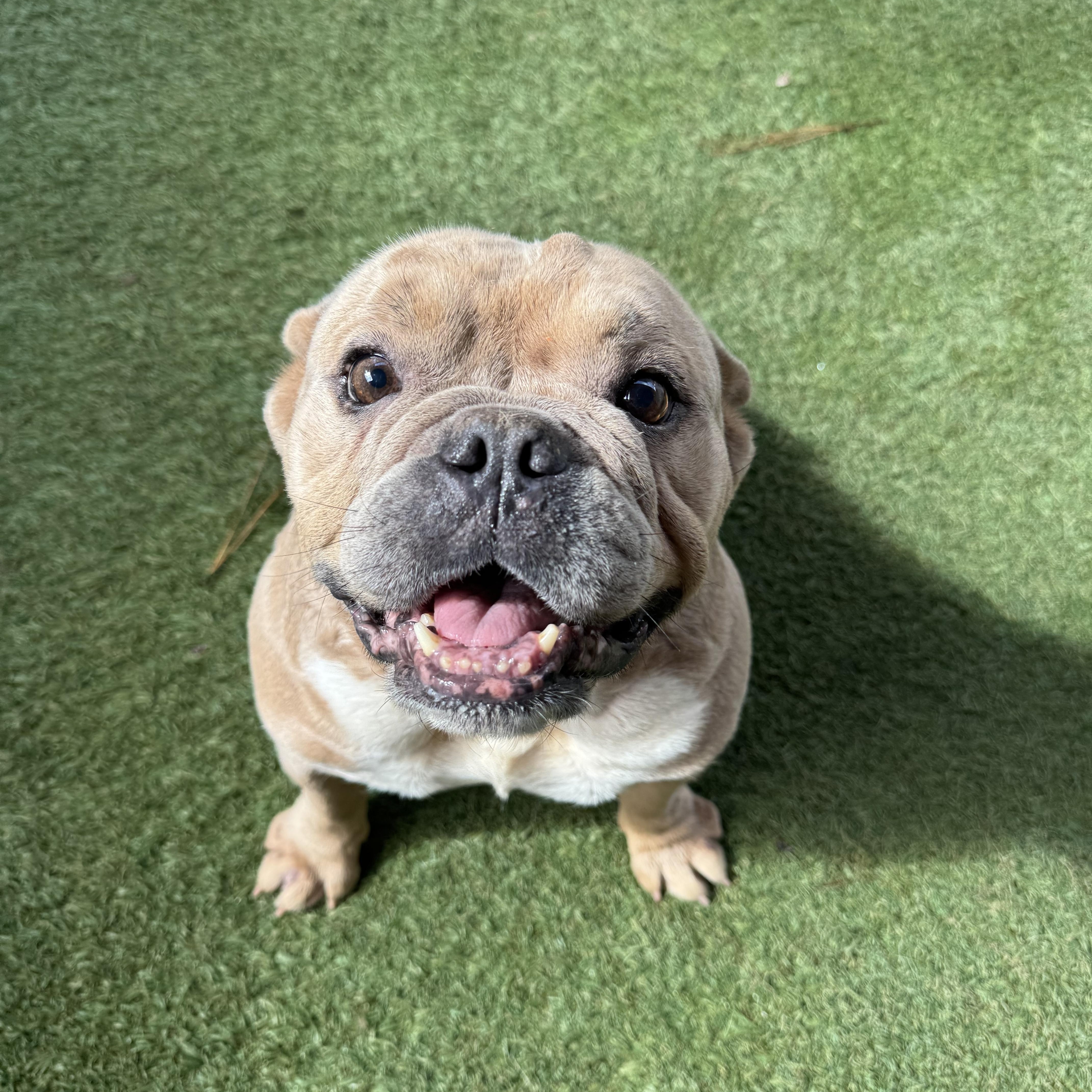 Penelope, a Adopted English Bulldog in Baton Rouge, LA image 2/3