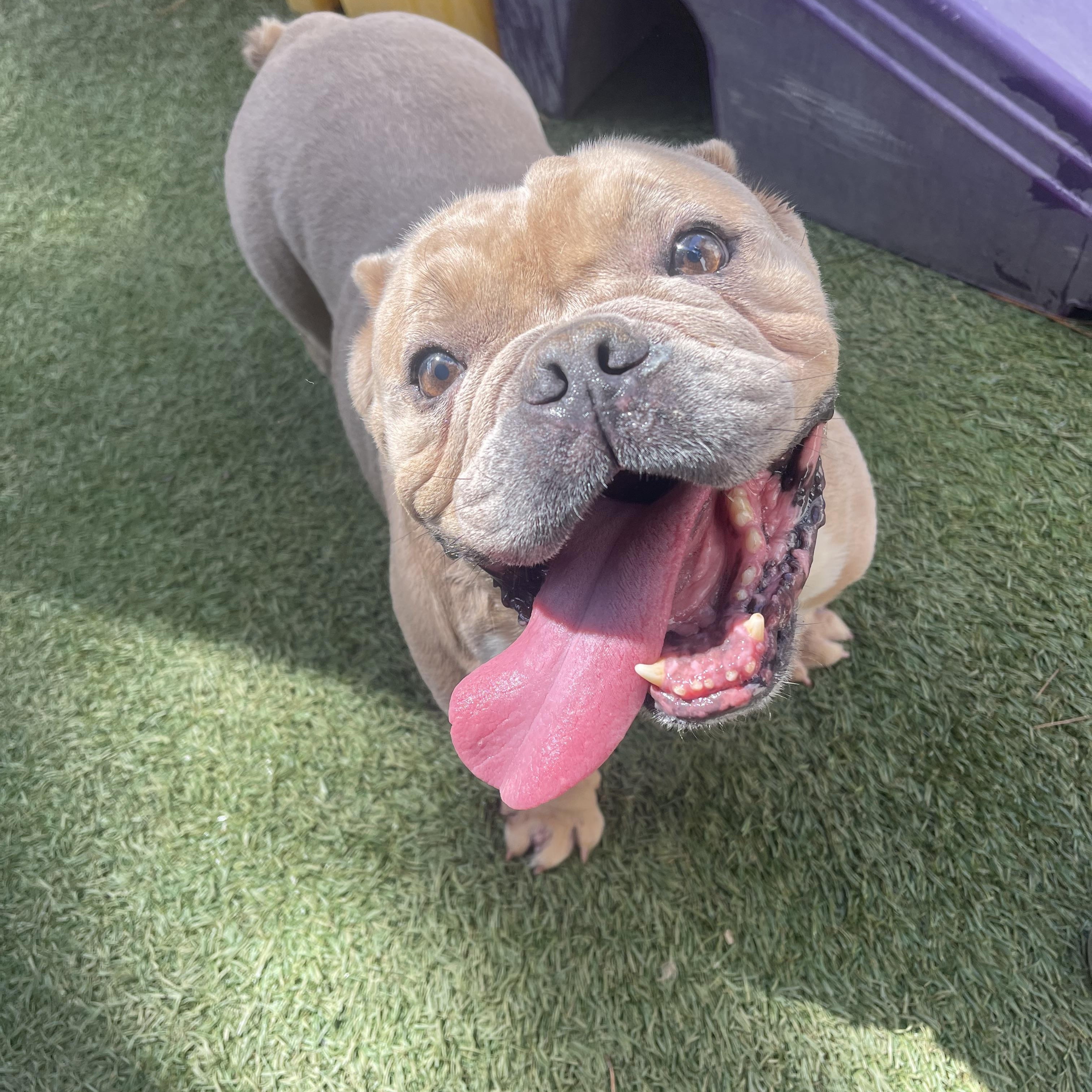 Penelope, a Adopted English Bulldog in Baton Rouge, LA image 3/3