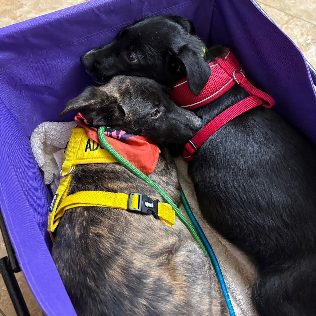 Enlarge Grace, a Adoptable mixed breed in Cedar Creek, TX image 5/5