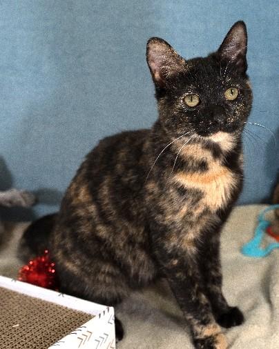 Enlarge Countess, a Adoptable Domestic Short Hair in Lafayette, LA image 1/1