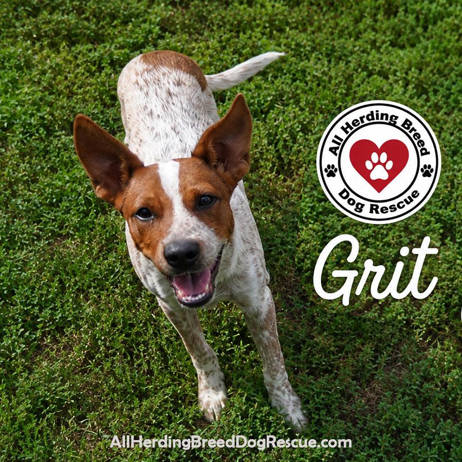 Enlarge Grit, a Adopted mixed breed in Joliet, IL image 4/5
