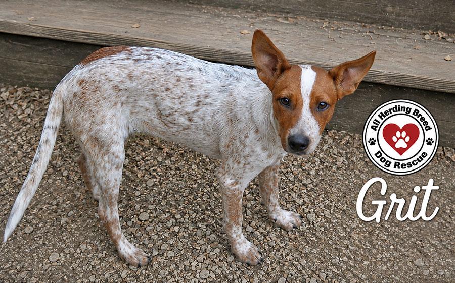 Enlarge Grit, a Adopted mixed breed in Joliet, IL image 3/5