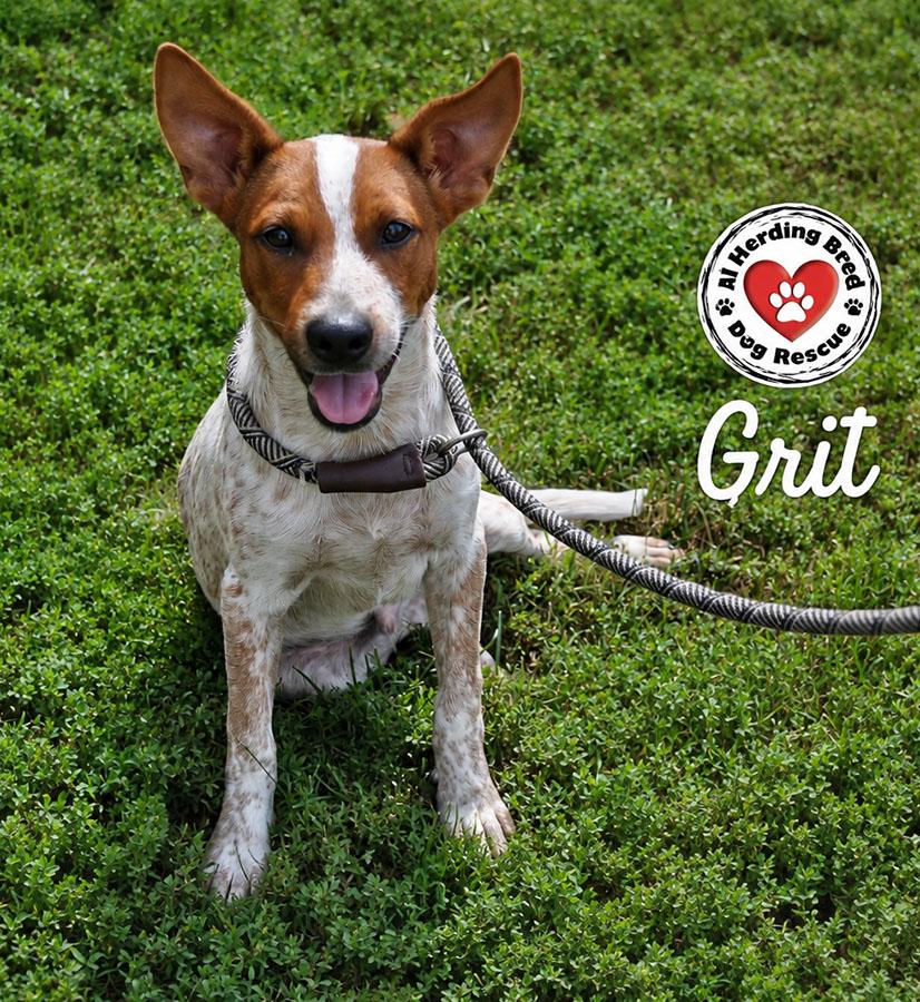 Enlarge Grit, a Adopted mixed breed in Joliet, IL image 1/5