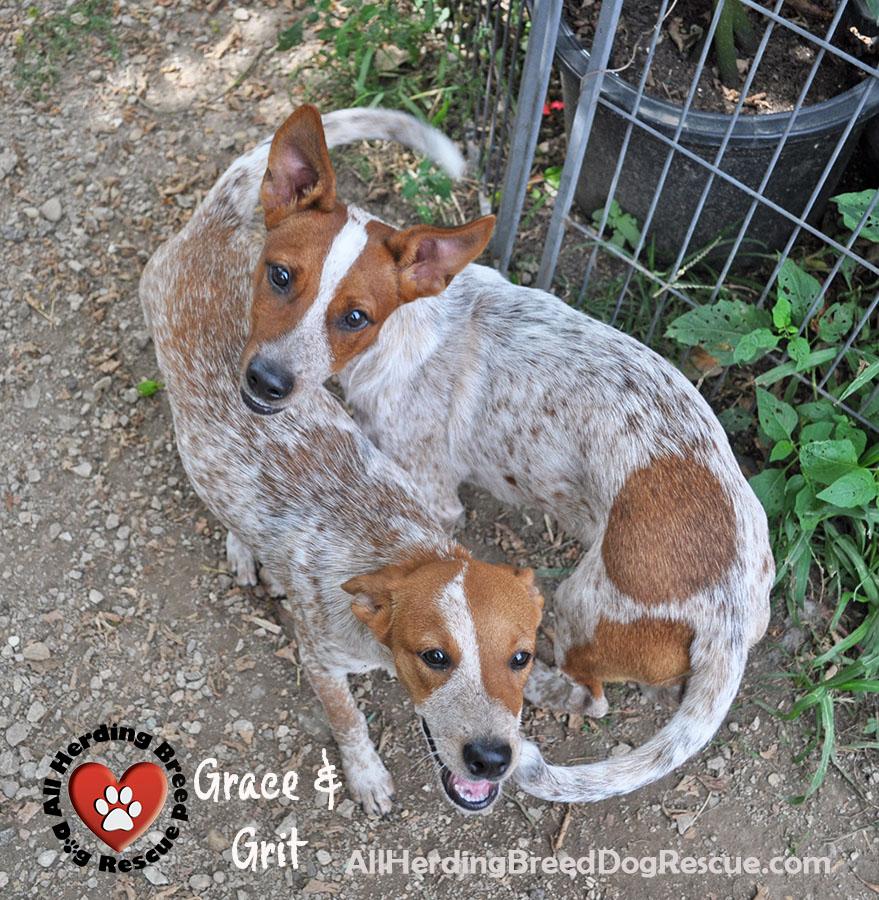 Enlarge Grit, a Adopted mixed breed in Joliet, IL image 2/5