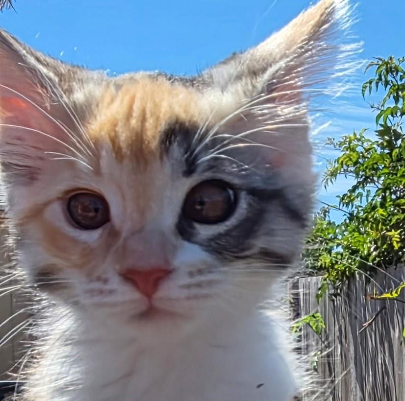 Sansa Stark, ADOPTABLE, Young Female Tortoiseshell.