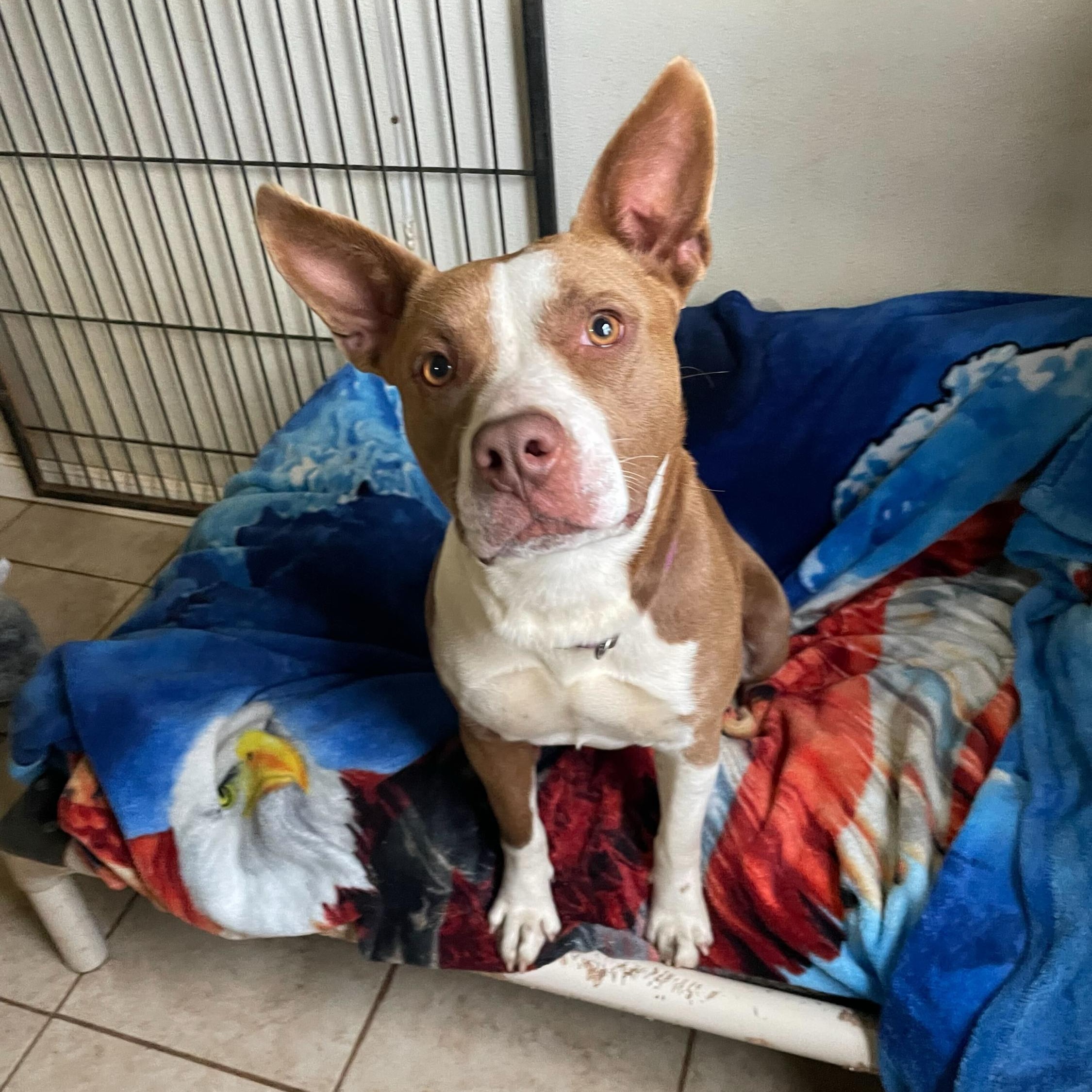 Nyla, ADOPTABLE, Young Female Mixed Breed.