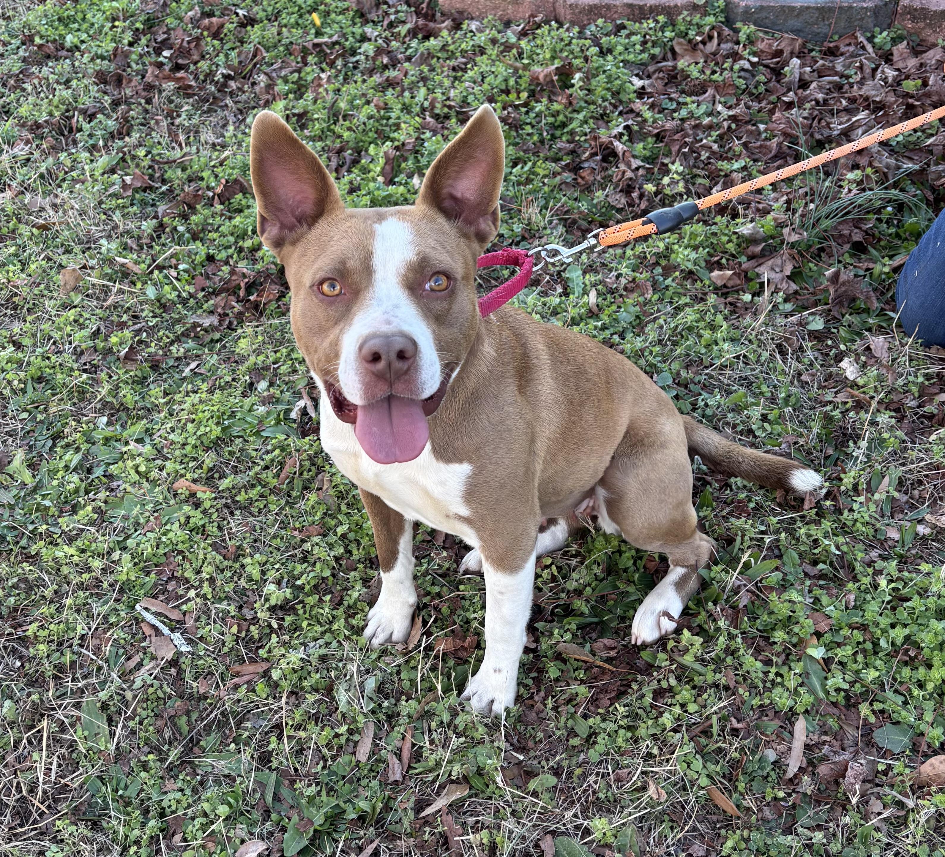 Enlarge Nyla, a ADOPTABLE Mixed Breed in Anderson , SC image 2/2