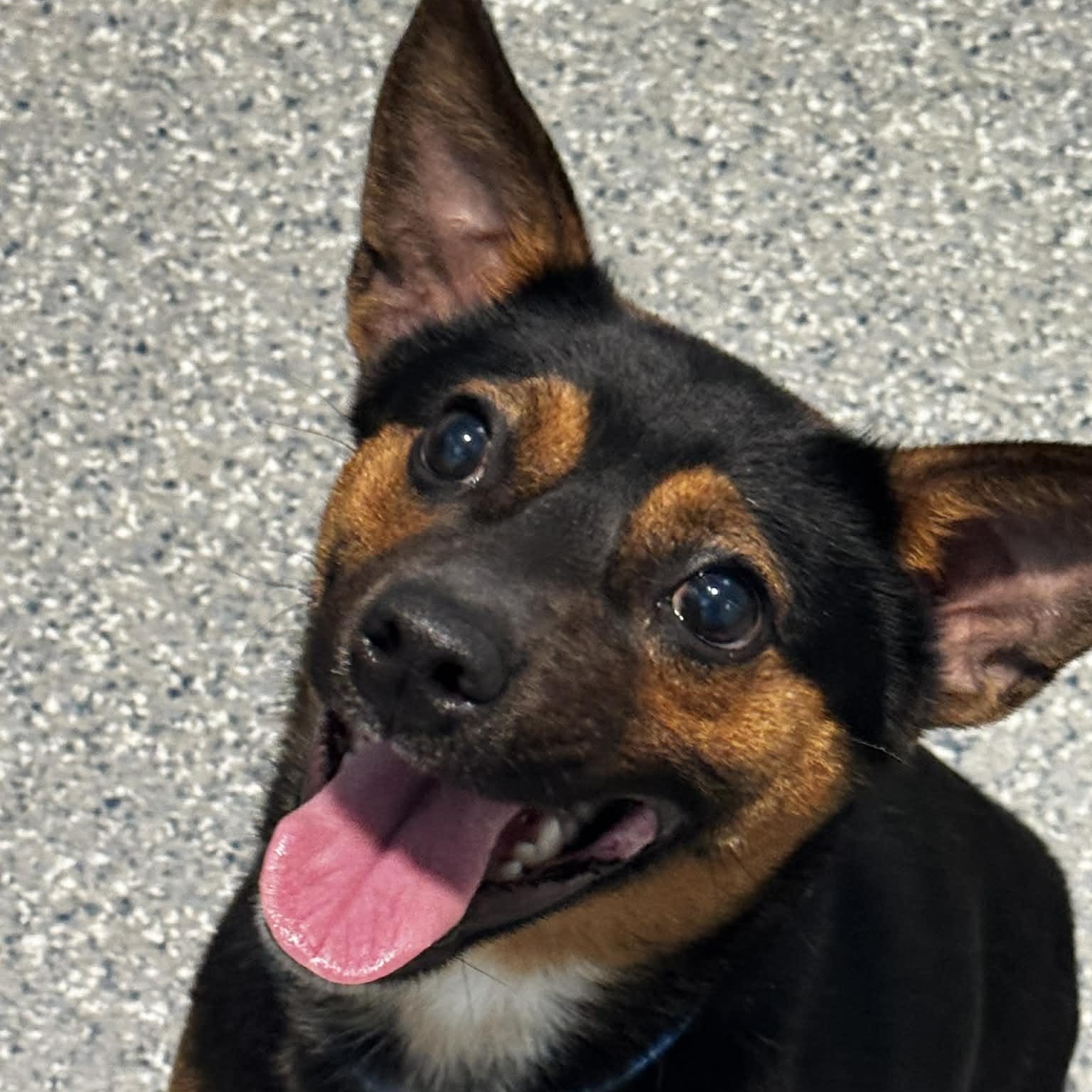 Deacon, a ADOPTABLE mixed breed in Danbury, CT image 1/5