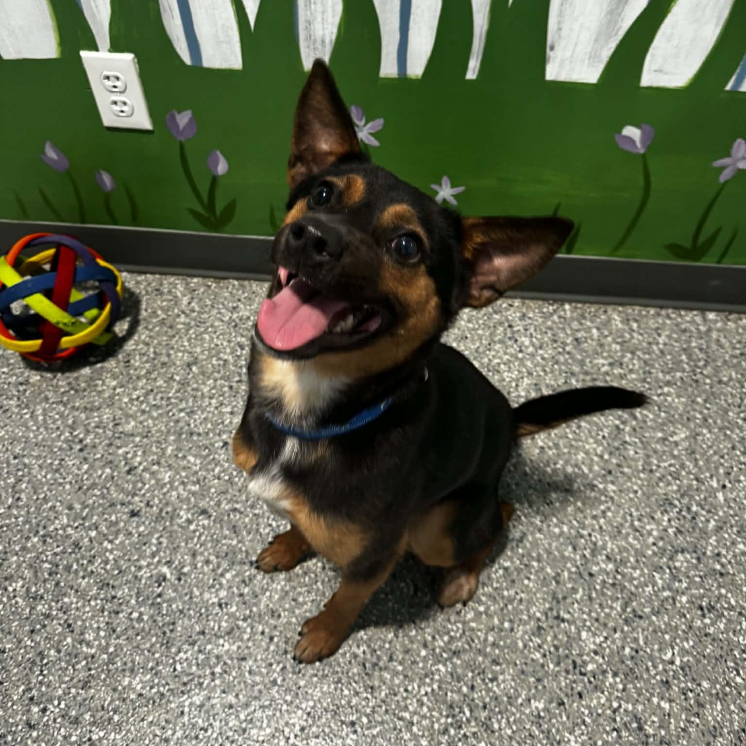 Deacon, a ADOPTABLE mixed breed in Danbury, CT image 2/5