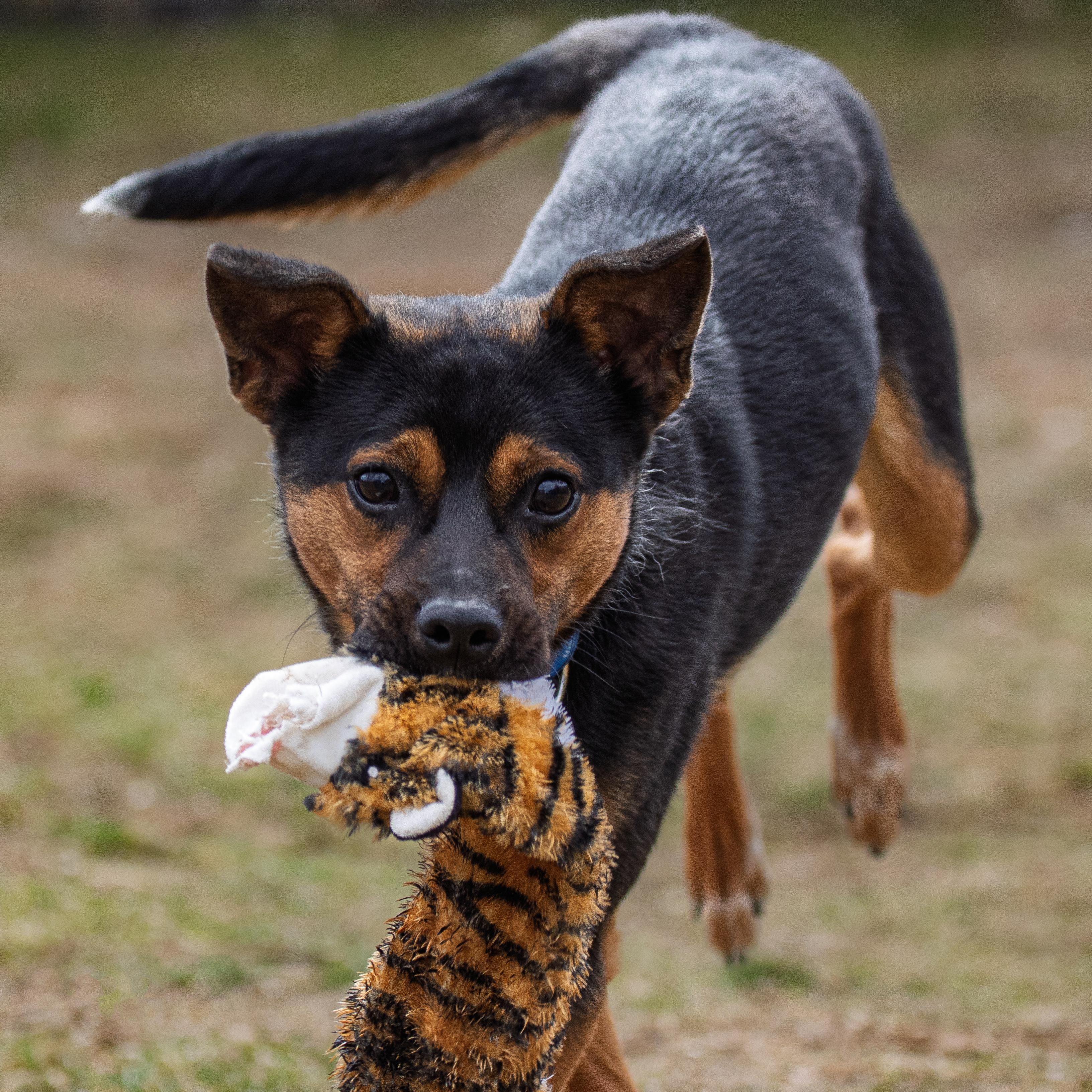 Enlarge Deacon, a ADOPTABLE mixed breed in Danbury, CT image 3/6