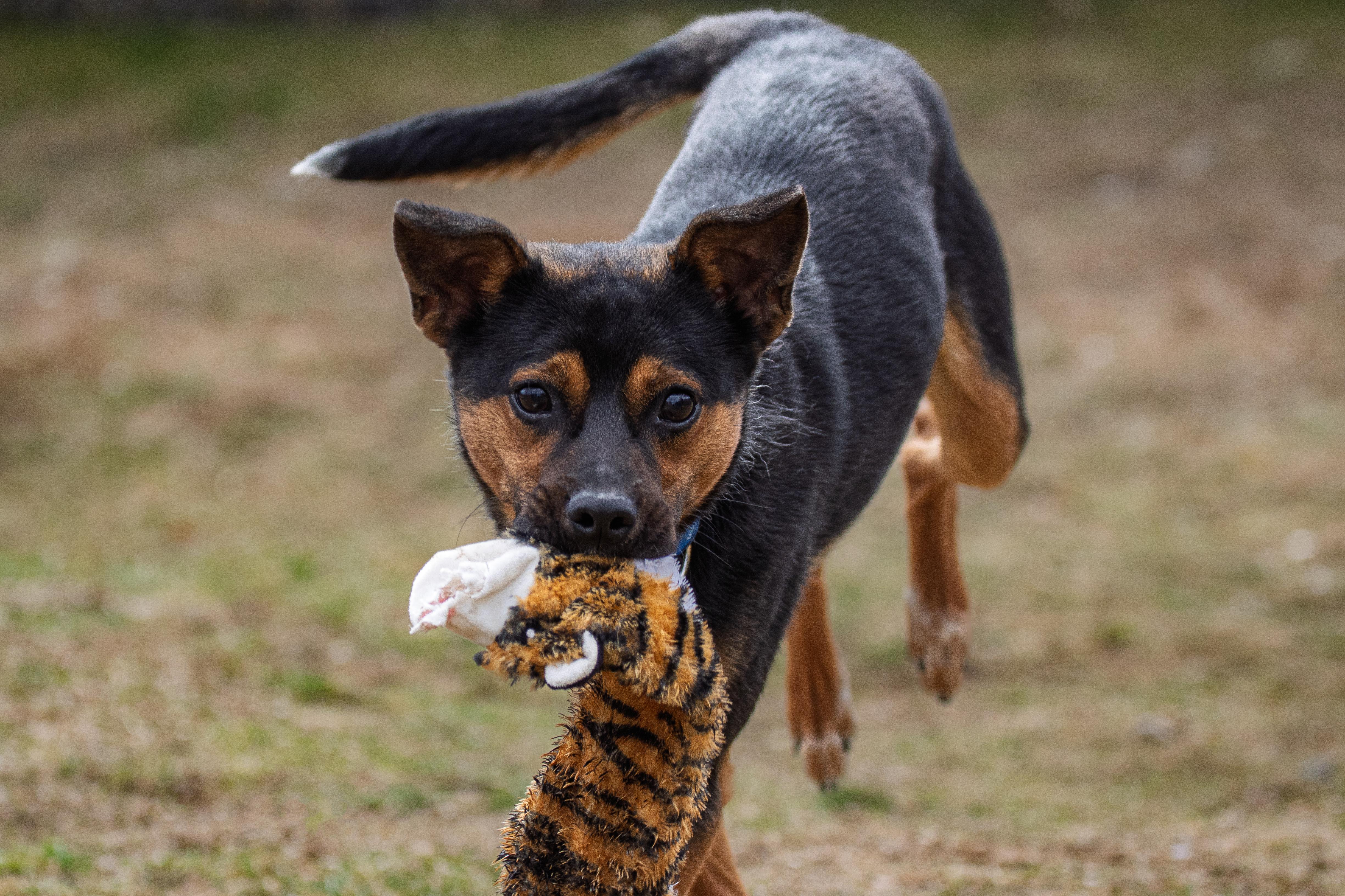 Enlarge Deacon, a ADOPTABLE mixed breed in Danbury, CT image 3/6