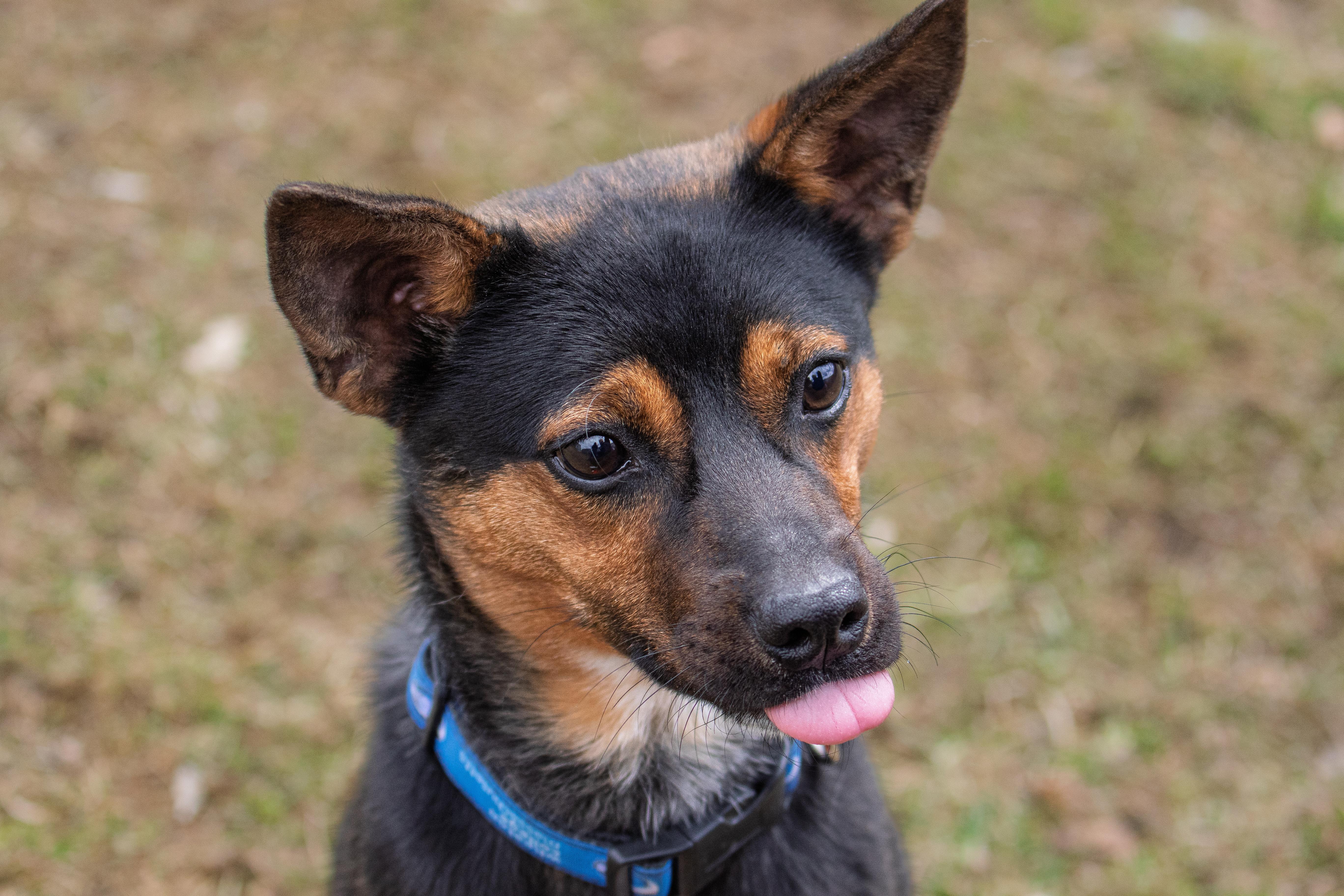 Enlarge Deacon, a ADOPTABLE mixed breed in Danbury, CT image 6/6
