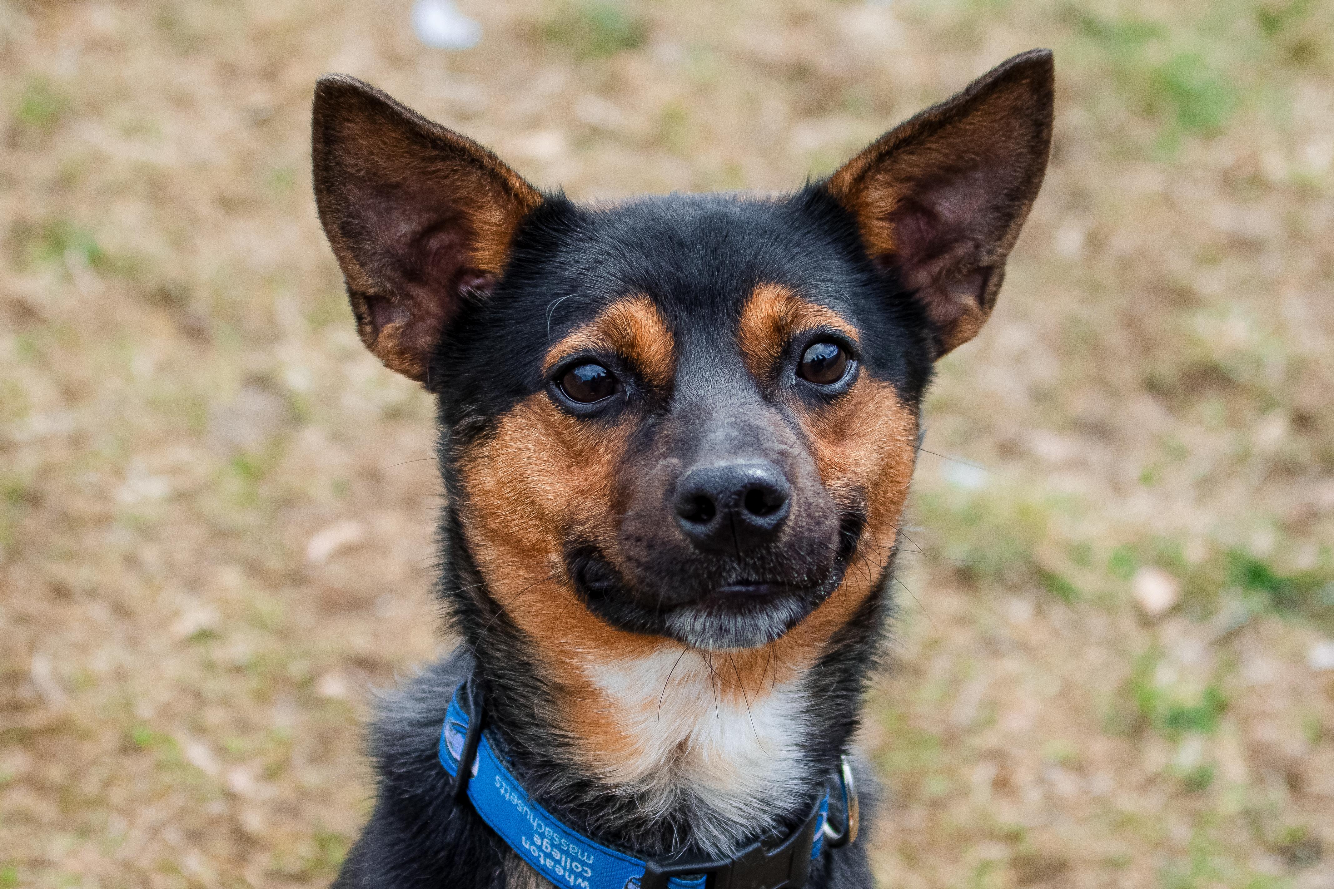 Deacon, ADOPTABLE, Young Male Terrier.