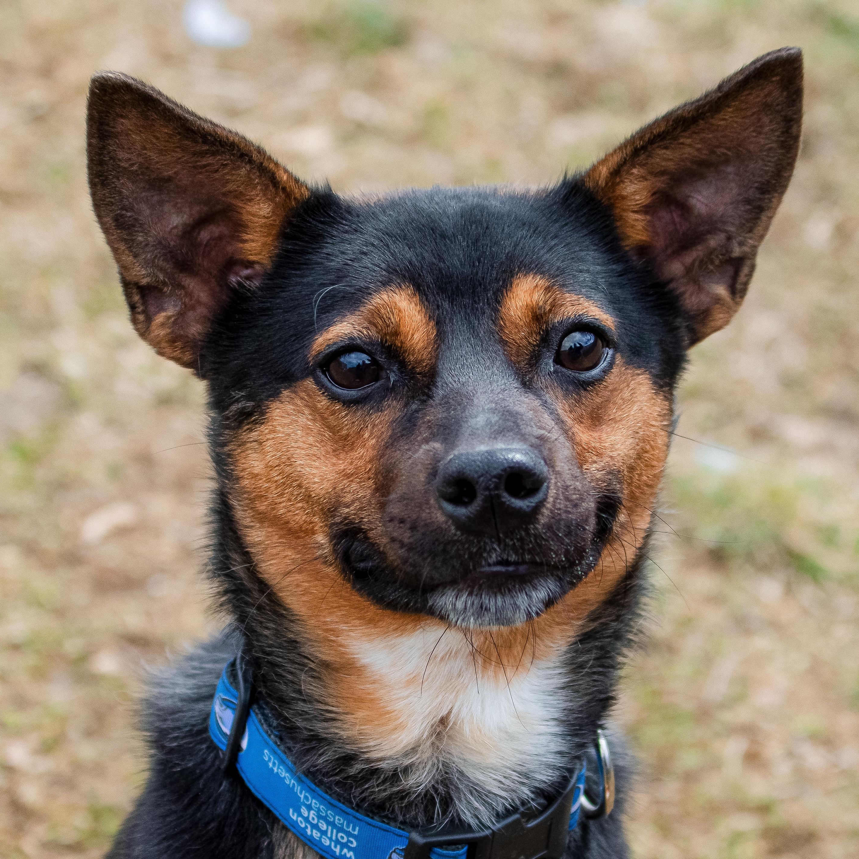 Enlarge Deacon, a ADOPTABLE mixed breed in Danbury, CT image 1/6