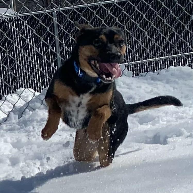 Deacon, a ADOPTABLE mixed breed in Danbury, CT image 3/5