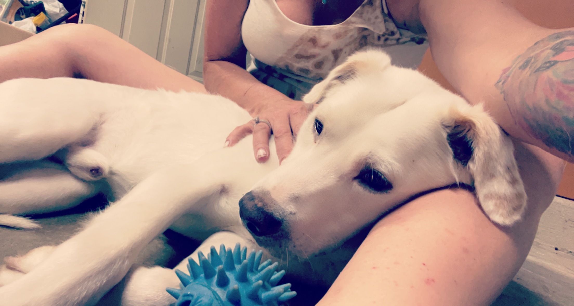 Sugarbear, Adoptable, Young Male Labrador Retriever.