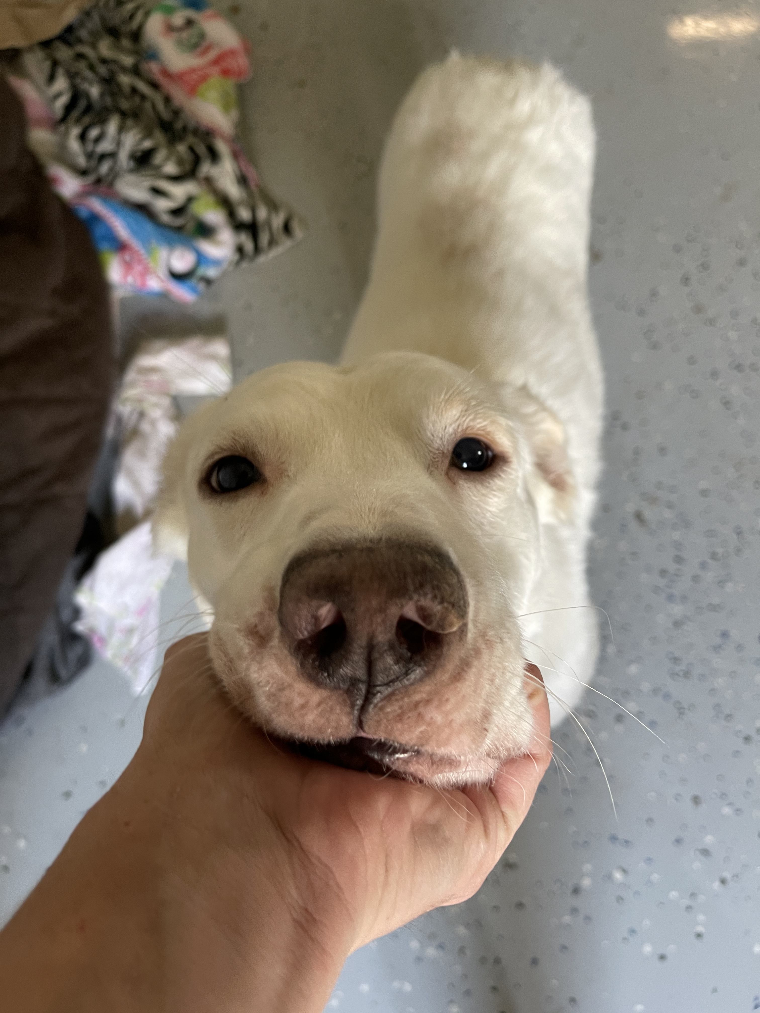 Sugarbear, a Adoptable mixed breed in Bourbonnais, IL image 2/12